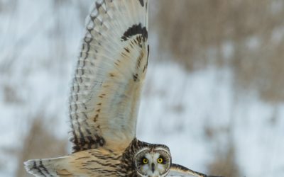 Episode 27 – Dream Animals