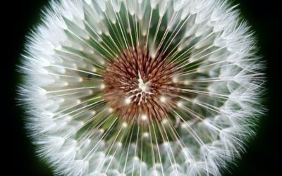 Bonus Episode – On Becoming a Jungian Analyst