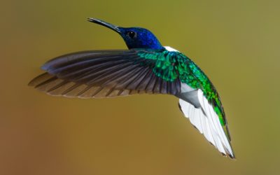 The Transcendent Function: Getting Unstuck