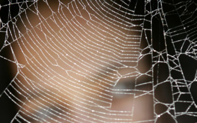 SPIDER PARENTS: why can’t I just move out?