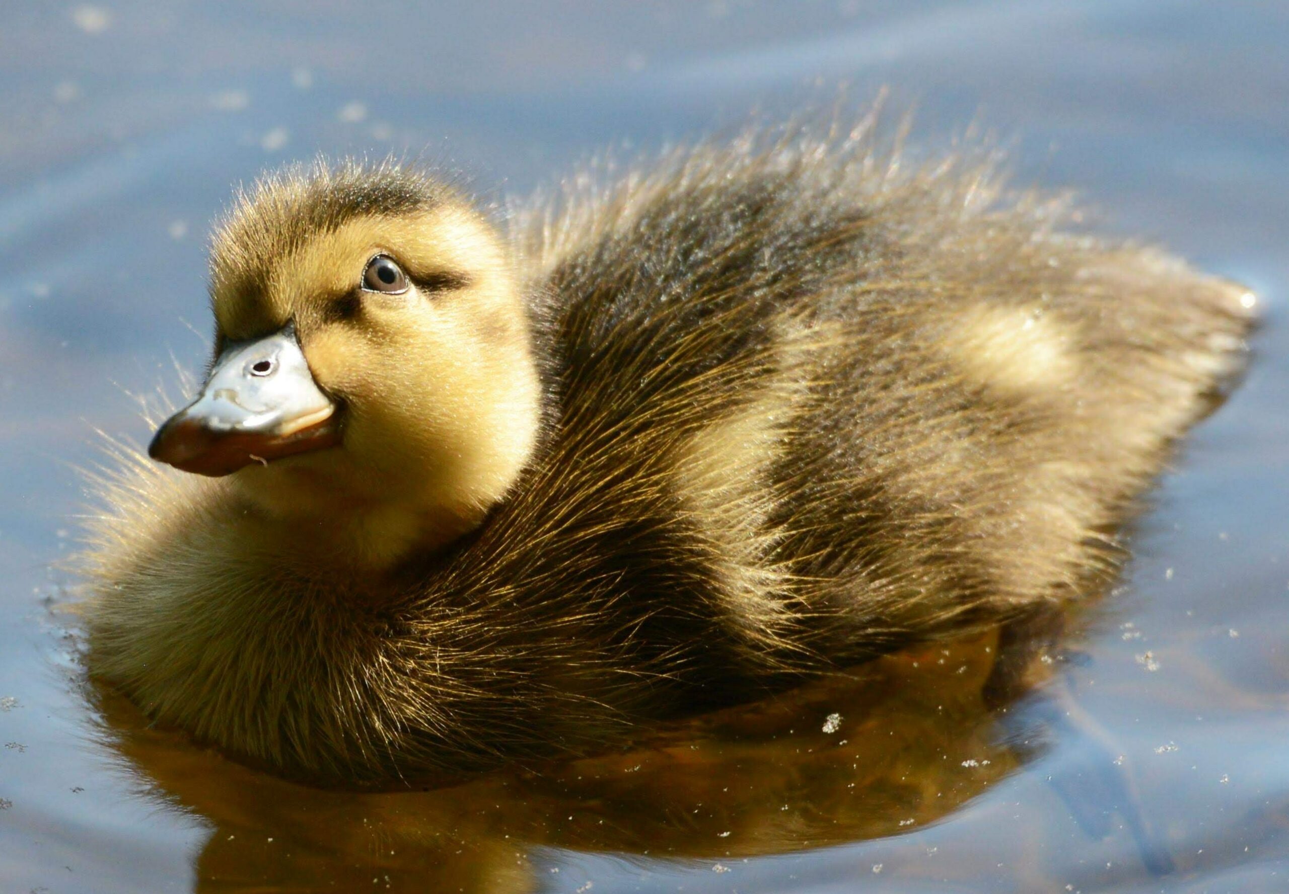 a gosling