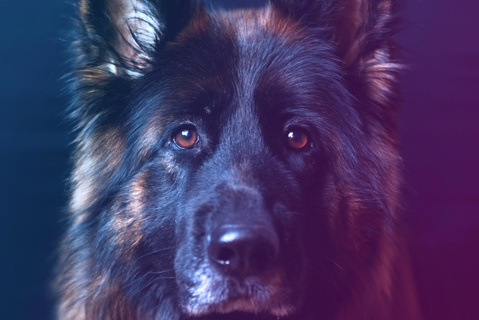 What Does Your Dog Dream Mean?